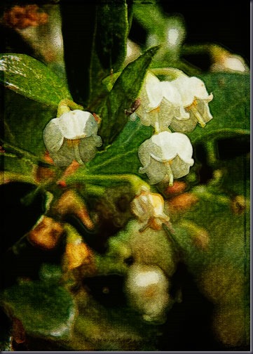 bell-flowers